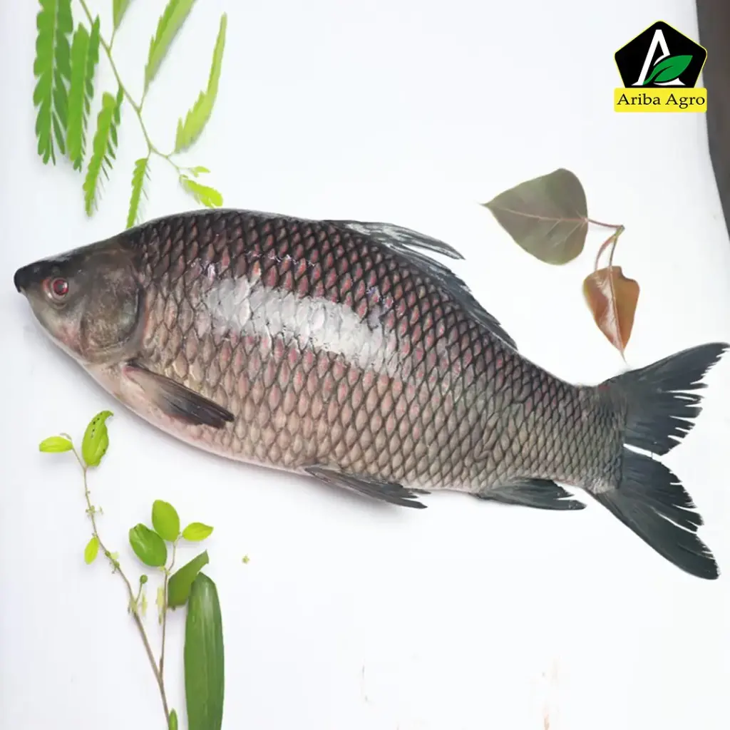 Deshi Kalibaush Fish (দেশী কালিবাউশ মাছ)