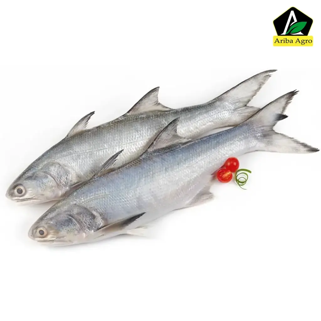 Indian Salmon Whole (Size: 2kg To 3kg)