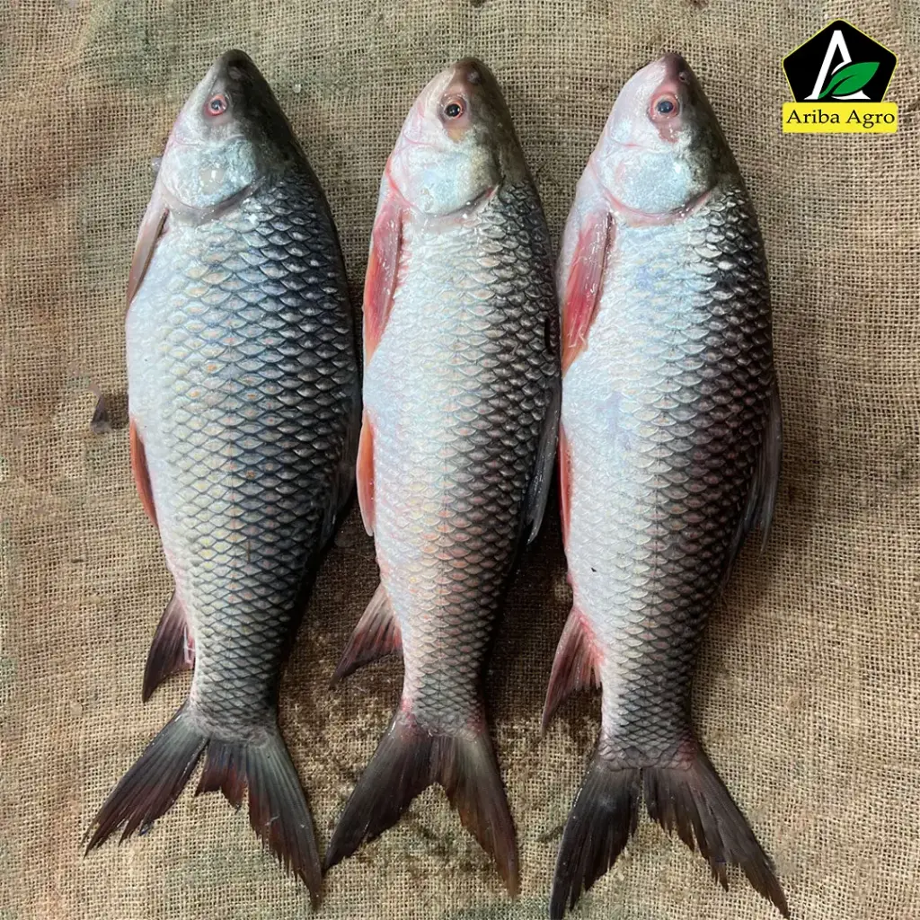 Premium River Rui Fish (নদীর রুই মাছ )