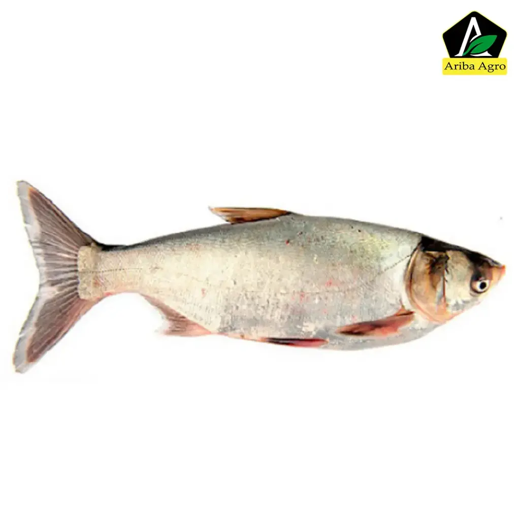 Silver Carp (সিলভার কার্প) 2Kg To 5Kg Size
