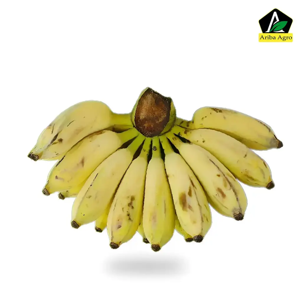 Hilly Banana (বাংলা কলা)