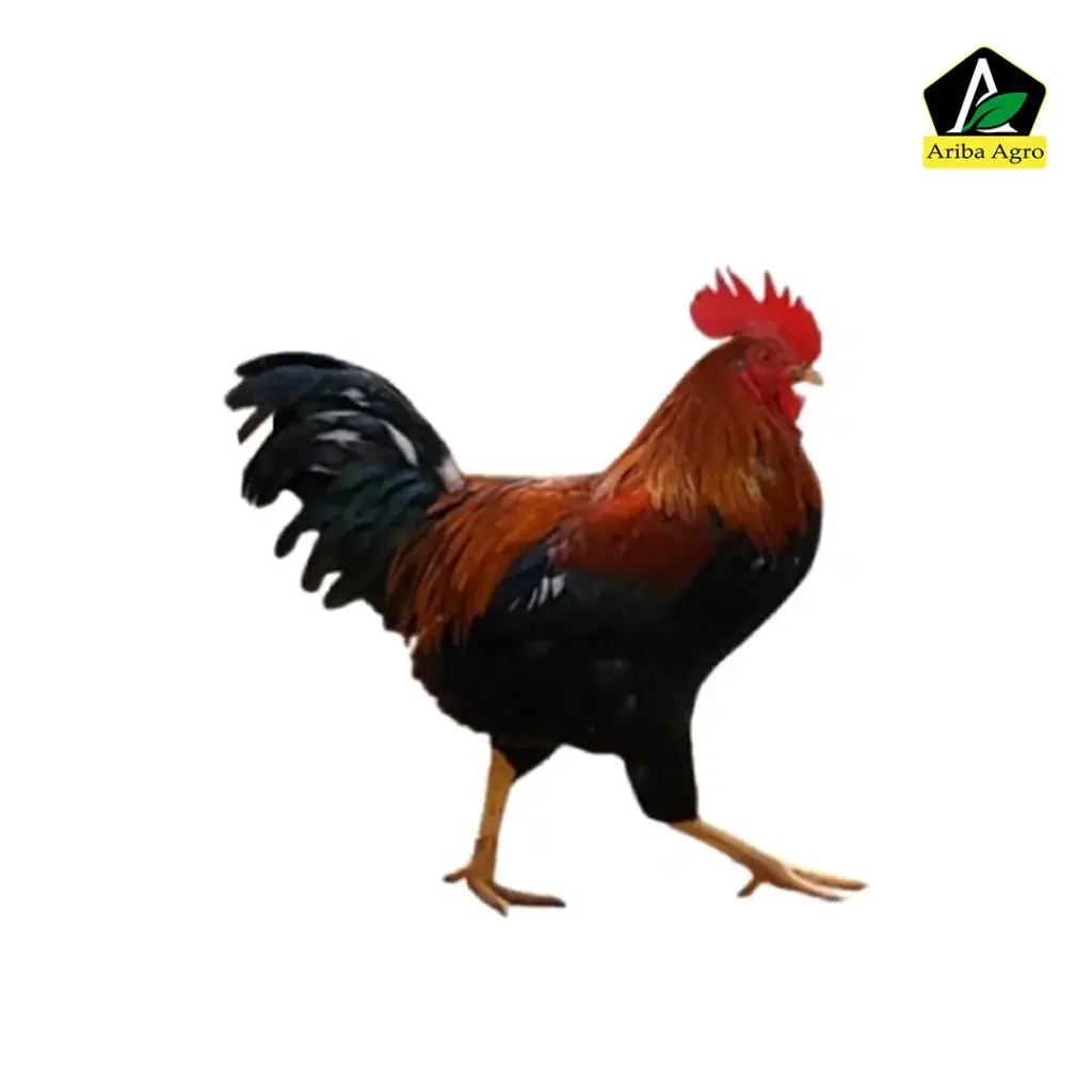 Hilly Chicken (Live) (পাহাড়ি মুরগি)