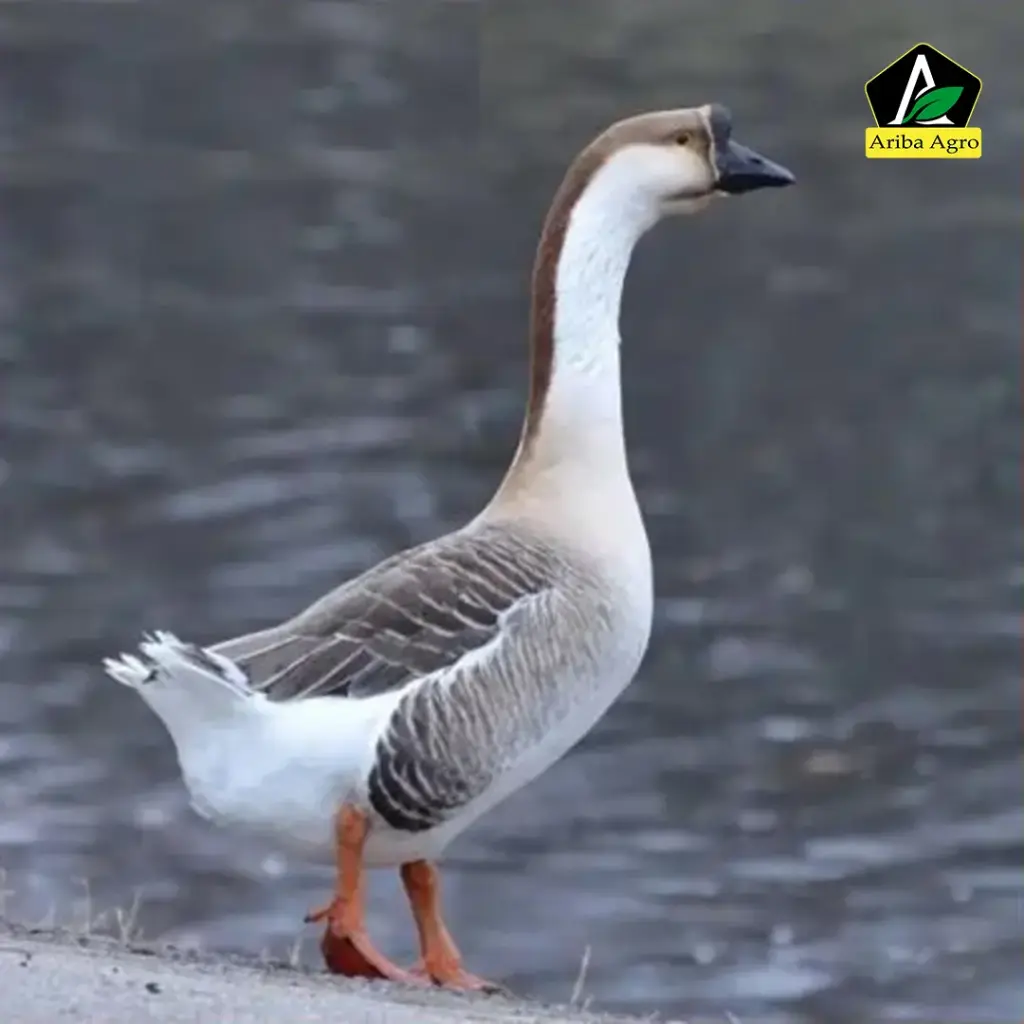 Swan (Live/Processed) (রাজহাঁস)