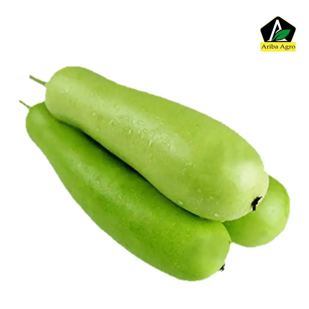 Bottle Gourd – লাউ