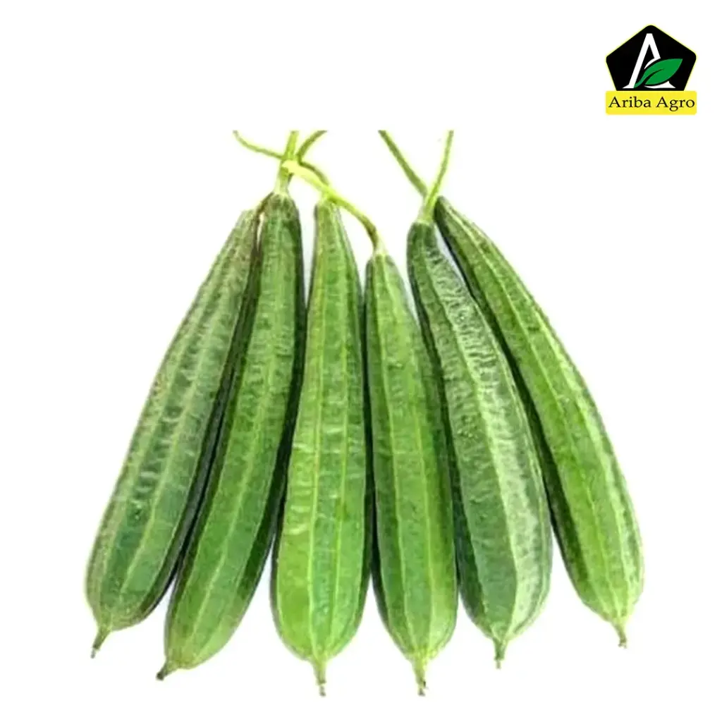 Ridge Gourd – ঝিঙ্গে