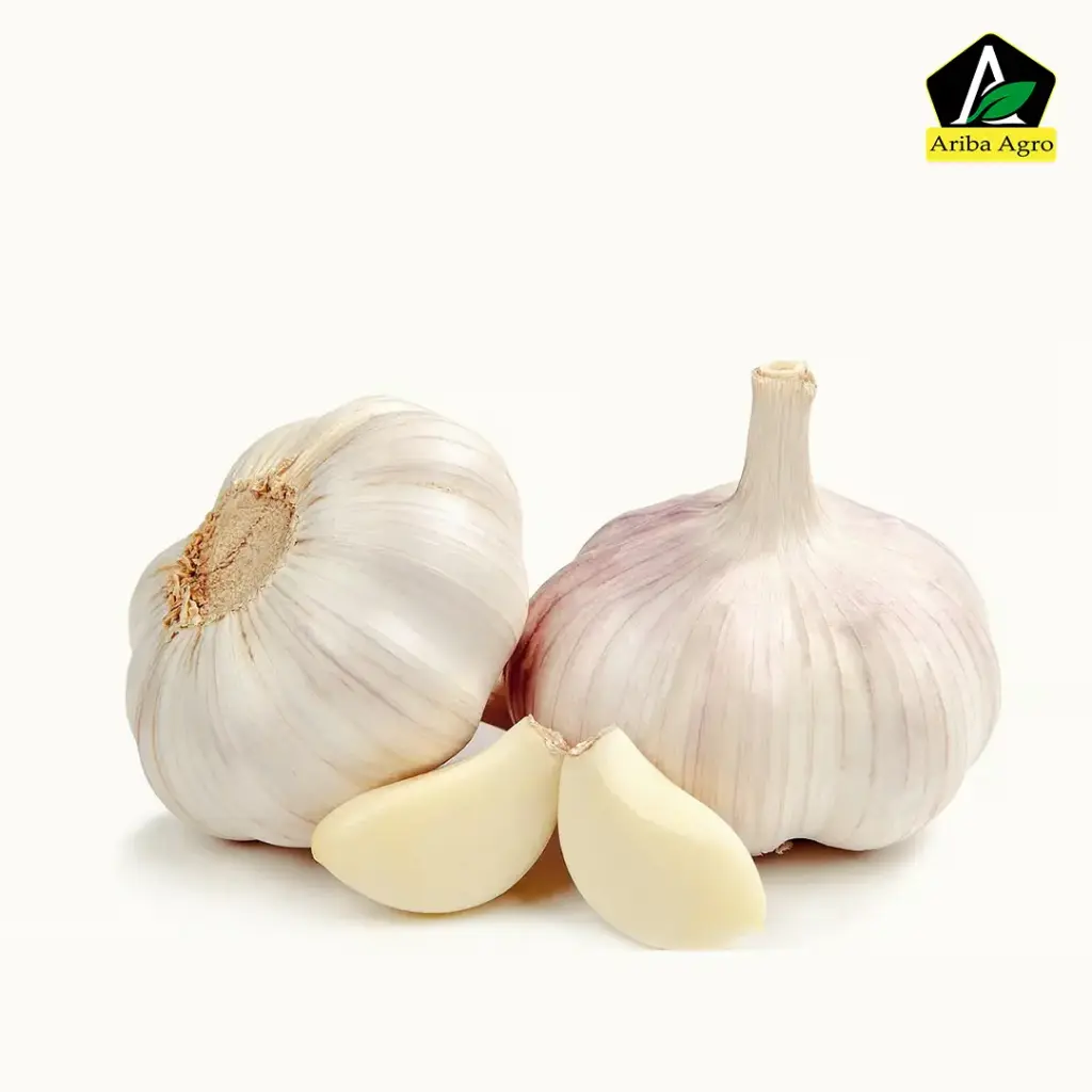 Garlic – রসুন