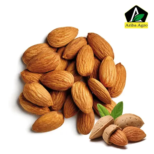 Kat badam-কাঠ বাদাম