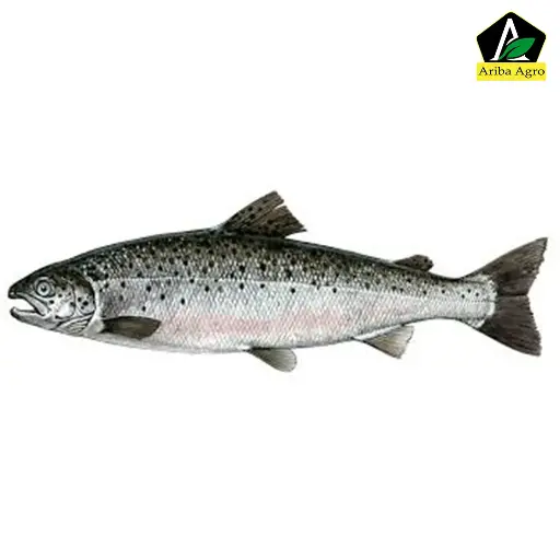 Atlantic Salmon Fish Whole