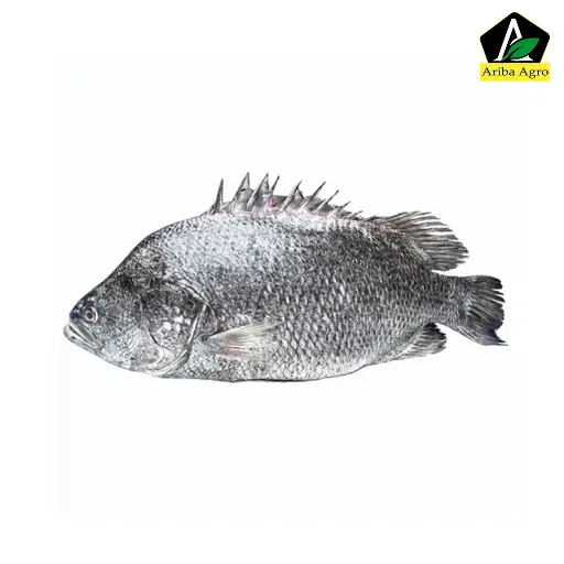 Black Snapper Whole (Size: 2kg TO 3kg) (সামুদ্রিক কৈ কোরাল মাছ আস্ত)
