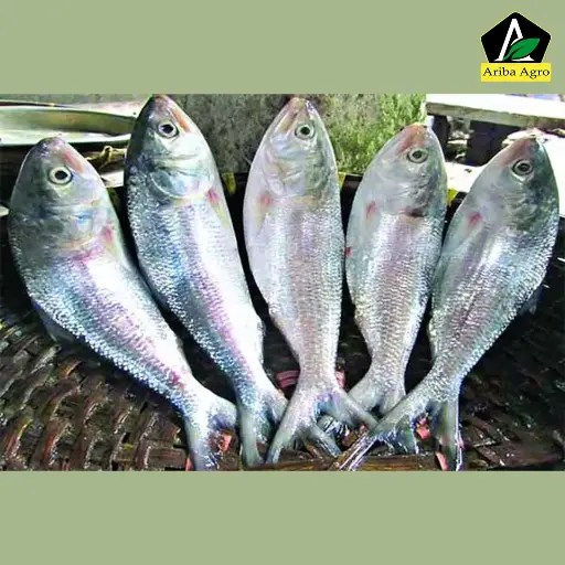 Chandana Hilsha Fish Whole (সামুদ্রিক চন্দনা ইলিশ মাছ)
