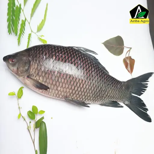 Deshi Kalibaush Fish (দেশী কালিবাউশ মাছ)