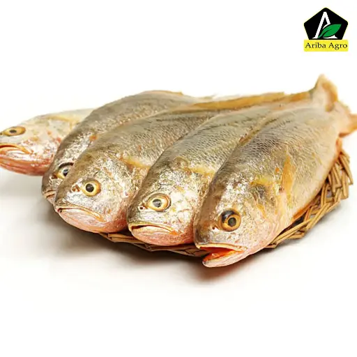 Lal Poa Fish / Yellow Croaker whole