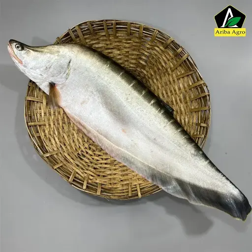 River Chitol Fish (নদীর চিতল মাছ)