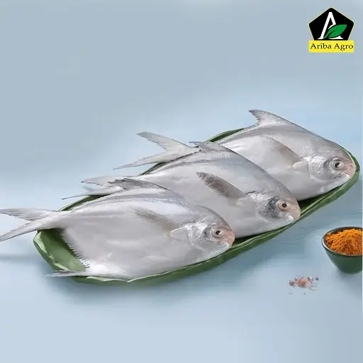 Silver Pomfret Big Size.(রূপচাদা বড় সাইজ)