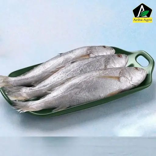 Silver Pomfret Whole (রূপচাঁদা মাছ আস্ত)
