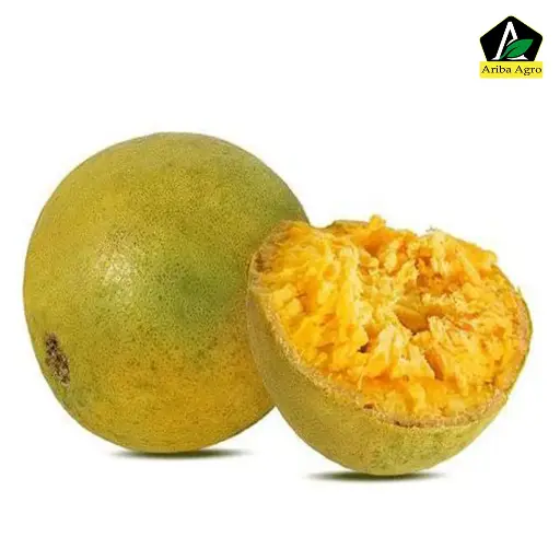 Hilly Wood Apple (বেল)