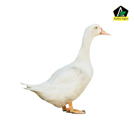Beijing Duck (হাঁস)