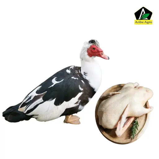 Deshi China Duck (দেশী চিনা হাঁস)