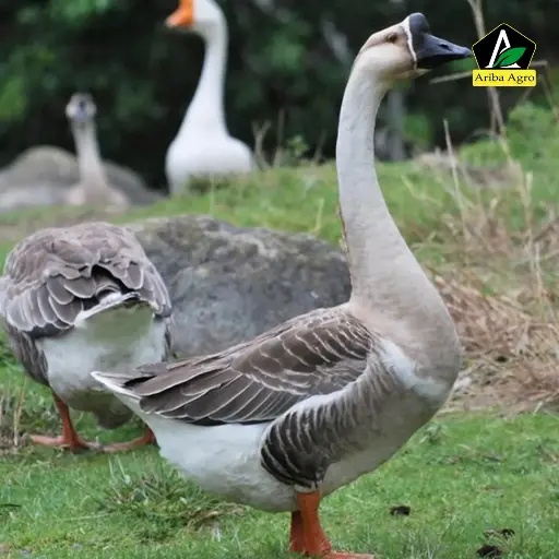 Premium Deshi Swan Duck.(দেশী রাজ হাঁস)